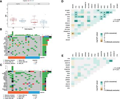 Exome and Tissue-Associated Microbiota as Predictive Markers of Response to Neoadjuvant Treatment in Locally Advanced Rectal Cancer